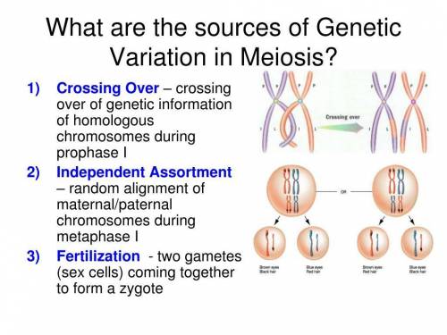 Explain why are fertilization and meiosis important for providing genetic diversity?