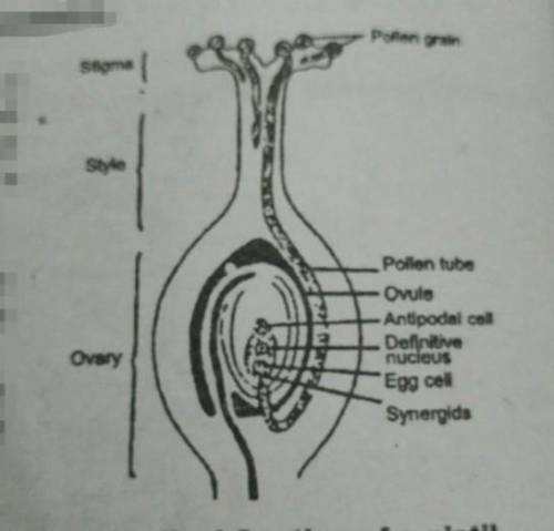Define double fertilisation in breif with example ??