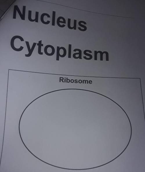 Plz help me

draw things that are found inside the ribosome such as nucleus, cytoplasm, ribosome,
