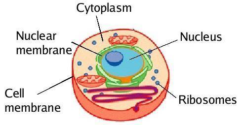 Plz help me

draw things that are found inside the ribosome such as nucleus, cytoplasm, ribosome, D