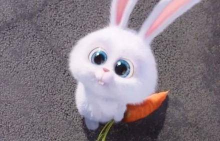 Isn't this bunny cute xD ?