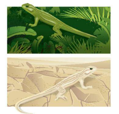 What behavioral adaptation might allow these lizards to survive in their environments?

- no not c