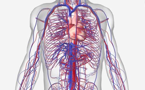 Name the circulatory systems diseases .explain one of them in single line