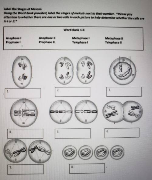 Can anyone help with this stages of meiosis