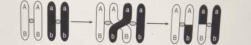 The diagram below shows a process that affects chromosomes during meiosis.

This process can be us