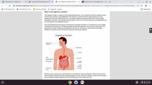 In a paragraph, describe the function the stomach serves in the digestive system. (Site 1)