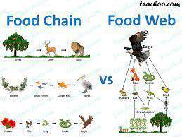 What is a food chain ???
