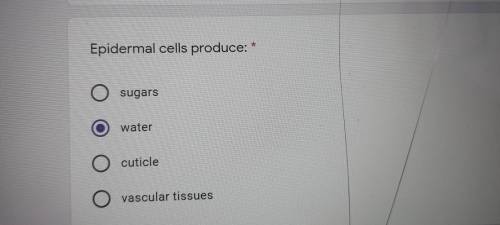 Epidermal cells produce: * 1 sugars 2 water 3 cuticle 4 vascular tissues