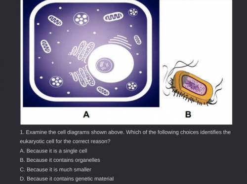 1. Examine the cell diagrams shown above. Which of the following choices identifies the eukaryotic
