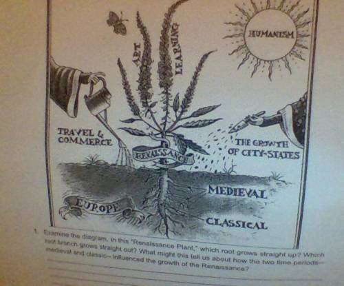 Examine the diagram. In this Renaissance Plant, Which root grows straight up? which root branch g