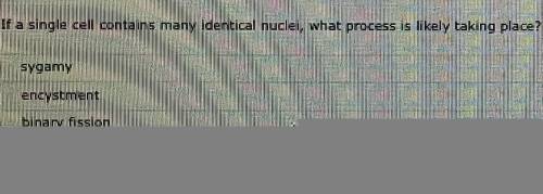 If a single cel containe many identical nuclei, what process is likely taking place?