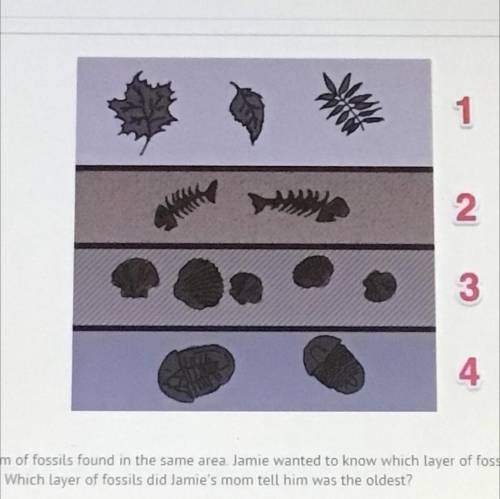 This is a diagram of fossils found in the same area. Jamie wanted to know which layer of fossils i
