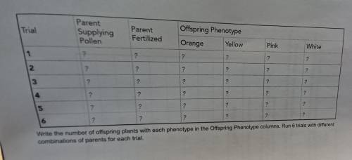 write the number of offspring plants which each phenotype in the offspring phenotype columns.PLEASE