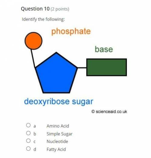 Identify the following:

A: amino acid
B: simple sugar
C: nucleotide
D: fatty acid