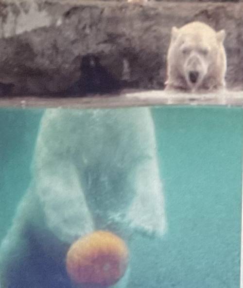 Look at the picture above. Explain why the polar’s bear head looks like it is away from its body. B