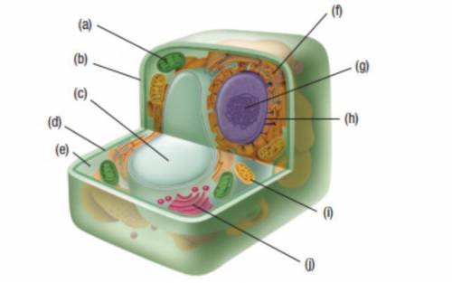 Please label the cell shown in the photo.