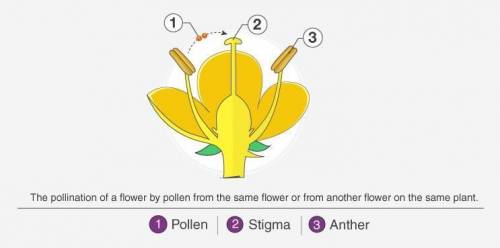 Draw the diagram of self pollination