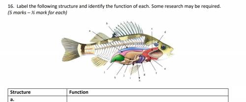 Label this Perch Fish pls