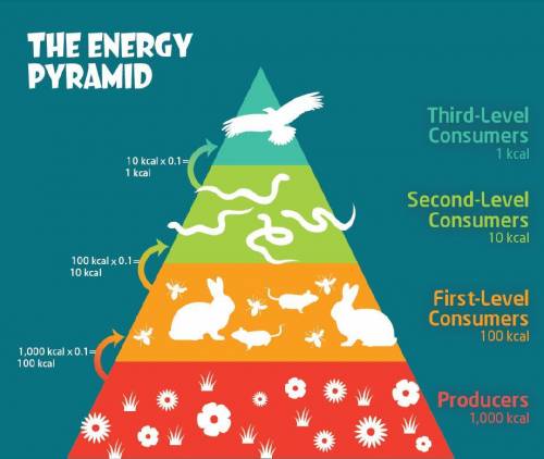 Look at the number of organisms and the amount of energy in each level of the pyramid. Why do you t
