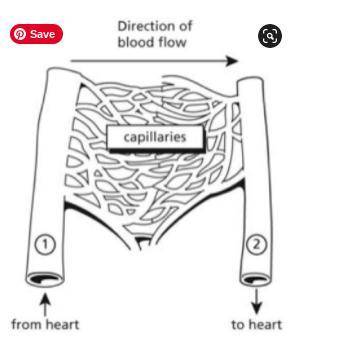 NEED HELP URGENTLY

3. Describe the flow of blood represented by the diagram. Include the followin