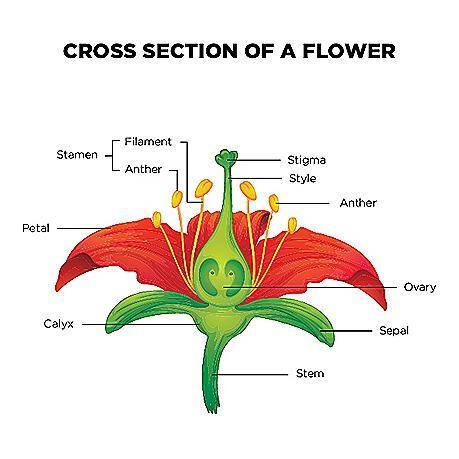 A cross section of a flower is shown below: What are the parts of the female reproductive organ? Qu