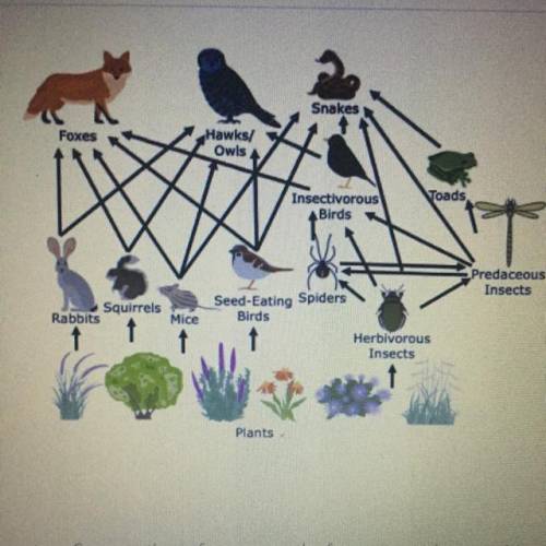 6) This is a food web for a small forest ecosystem. Suppose that a farmer near the forest sprayed c