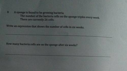 8 A sponge is found to be growing bacteria. The number of the bacteria cells on the sponge triples