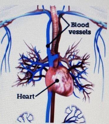 What is one function of the organ system shown? A. To transport nutrients to cells B. To destroy pa