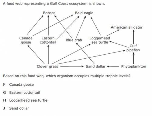 Based on this food web, which organism occupies multiple trophic levels?

f) Canada goose
g) Easte