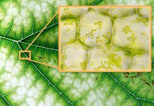 Describe two observations a scientist could make about the leaf, cells, and chloroplasts shown.