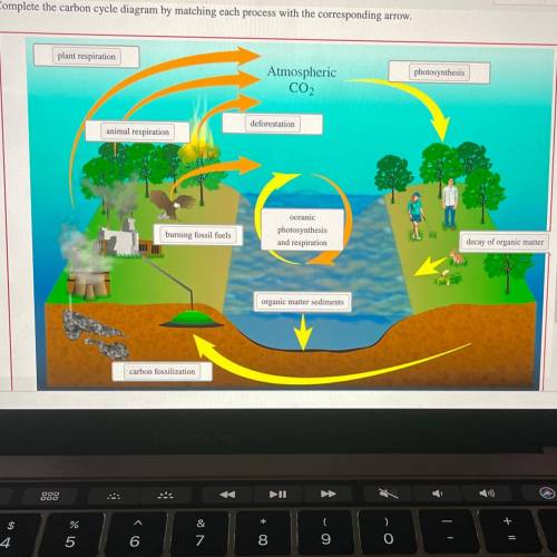 Complete the carbon cycle diagram by matching each process with the corresponding arrow.