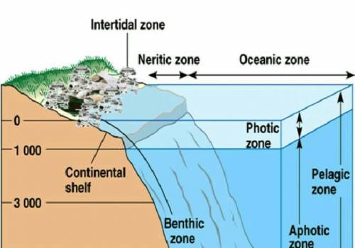 How are each of the zones of the marine ecosystems defined?.