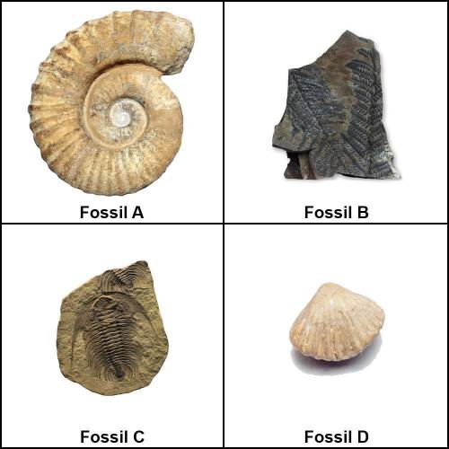Question 4

Which of your fossils are most likely heterotrophs? Which of them are autotrophs? How