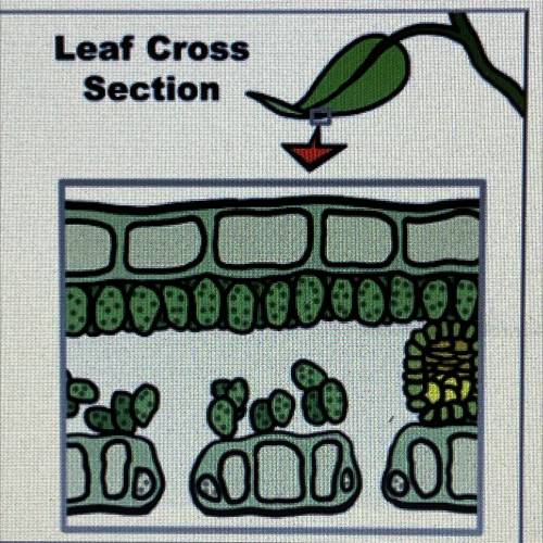 Station 2

Directions: The image below is of a cross-section of a leaf. Identify the different str