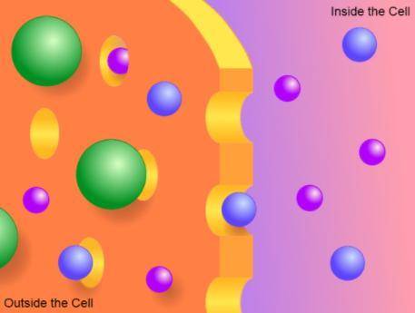 I will mark brainlist

If the colored spheres represent different solute particles, based on the p